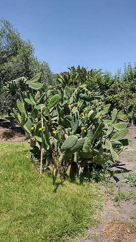 Venta de parcela con frutales en San Isidro (162525) - Imagen 3