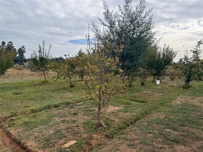 Se vende parcela 7.430 m2 con casa en Pelarco