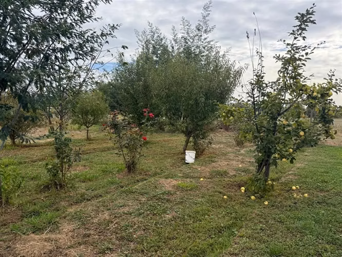 Se vende parcela 7.430 m2 con casa en Pelarco