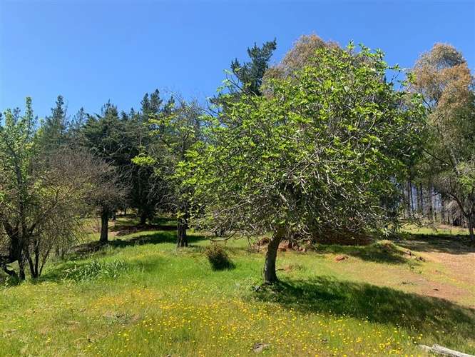 Se vende 2.34 ha,sector Pan de Azúcar,comuna de San Javier - Imagen 6