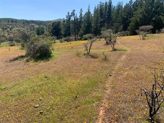 Se vende 2.34 ha,sector Pan de Azúcar,comuna de San Javier - Imagen 7