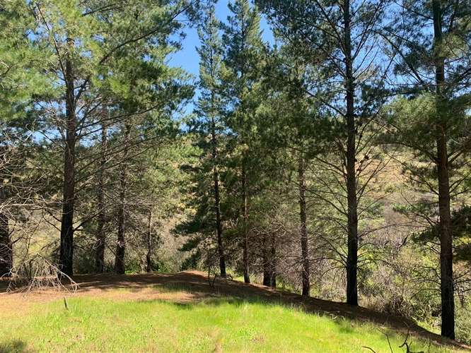 Se vende 2.34 ha,sector Pan de Azúcar,comuna de San Javier - Imagen 2