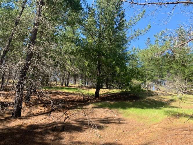 Se vende 2.34 ha,sector Pan de Azúcar,comuna de San Javier - Imagen 4