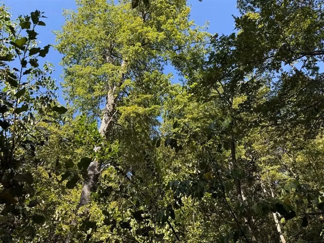 Se vende parcela de agrado, en Vilches Alto