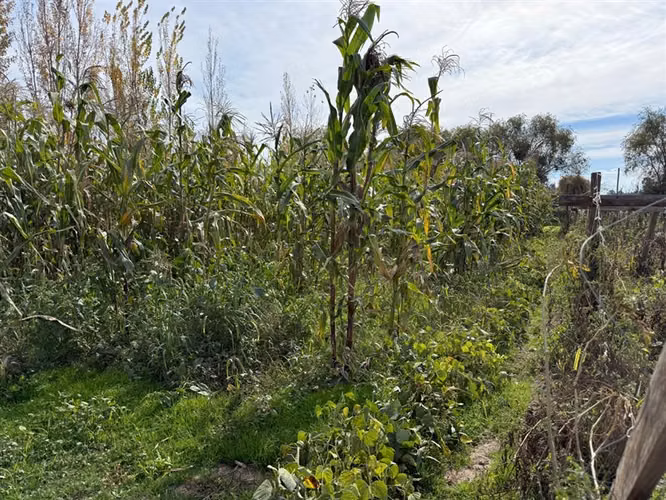 Venta de dos casas en parcela de 5000 mt2, Pelarco - Imagen 20