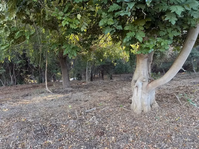 Se vende parcela de 5.000 m2 en Vilches Alto