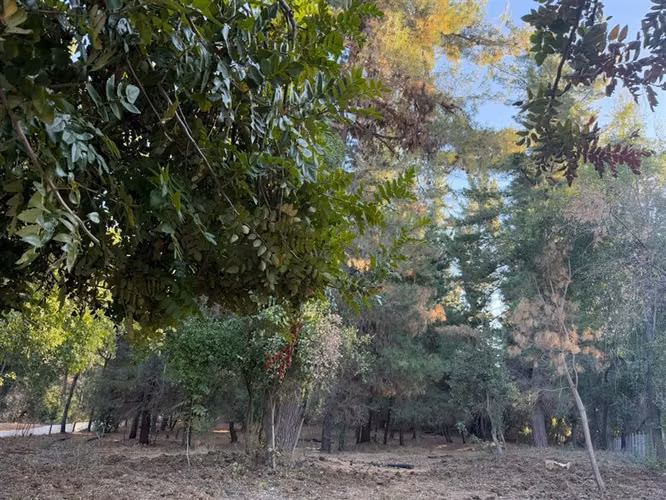 Se vende parcela de 5.000 m2 en Vilches Alto