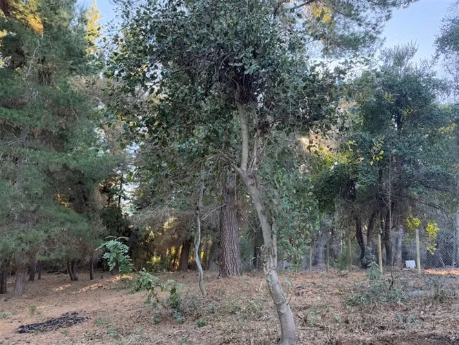 Se vende parcela de 5.000 m2 en Vilches Alto