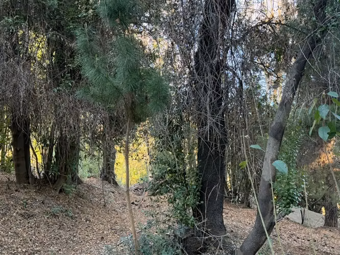 Se vende parcela de 5.000 m2 en Vilches Alto