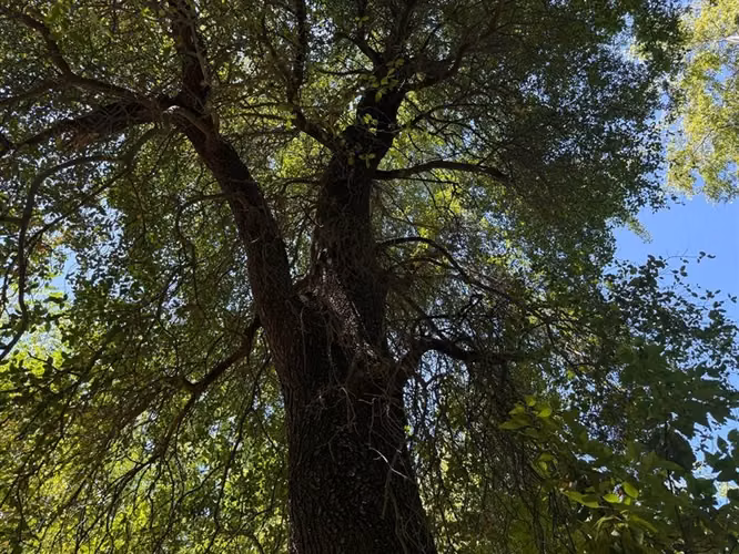 Se venden 7 hectáreas de bosque nativo en Vilches Alto
