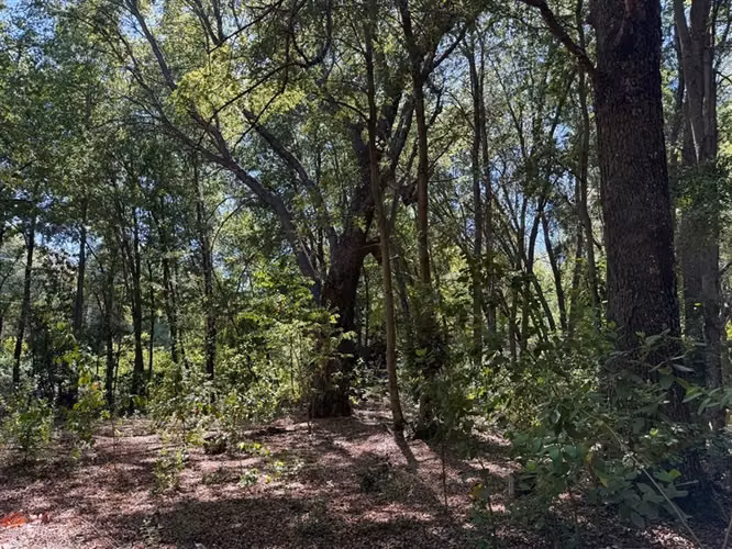 Se venden 7 hectáreas de bosque nativo en Vilches Alto