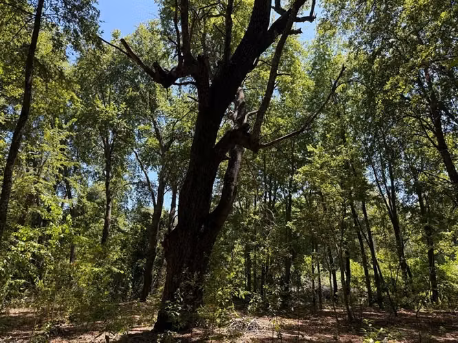 Se venden 7 hectáreas de bosque nativo en Vilches Alto