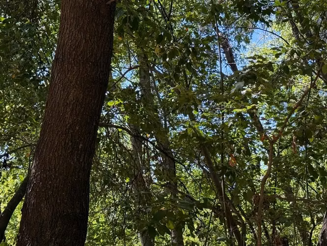 Se venden 7 hectáreas de bosque nativo en Vilches Alto