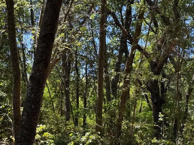 Se venden 7 hectáreas de bosque nativo en Vilches Alto