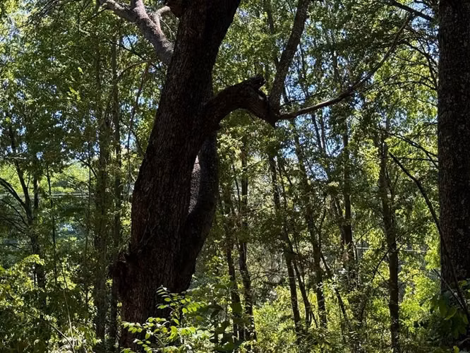 Se venden 7 hectáreas de bosque nativo en Vilches Alto
