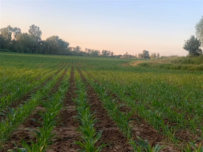 Se vende parcela agrícola 17 hectáreas en Cumpeo