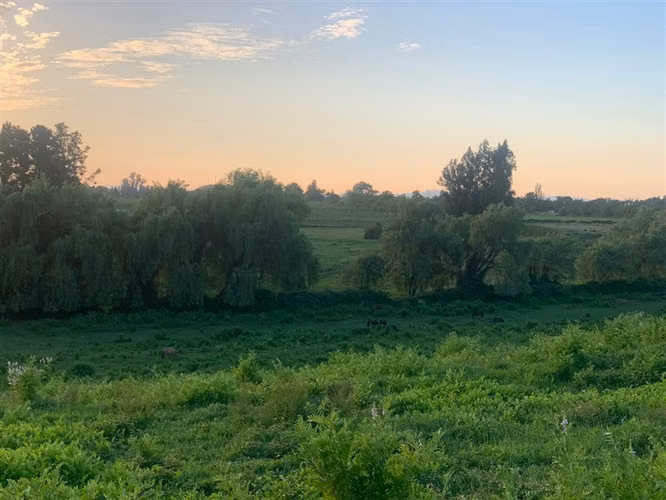 Se vende parcela agrícola 17 hectáreas en Cumpeo