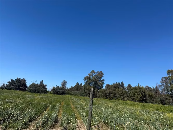 Se vende parcela en Alto la Viña, sector oriente de Talca