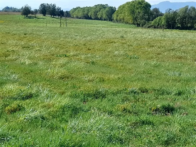 En venta 5 parcelas de 5.000 m2 c/u San Clemente. - Imagen 4