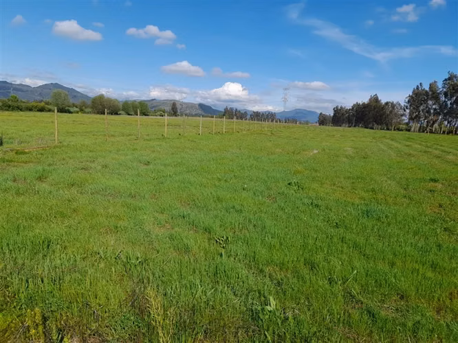 En venta 5 parcelas de 5.000 m2 c/u San Clemente. - Imagen 6