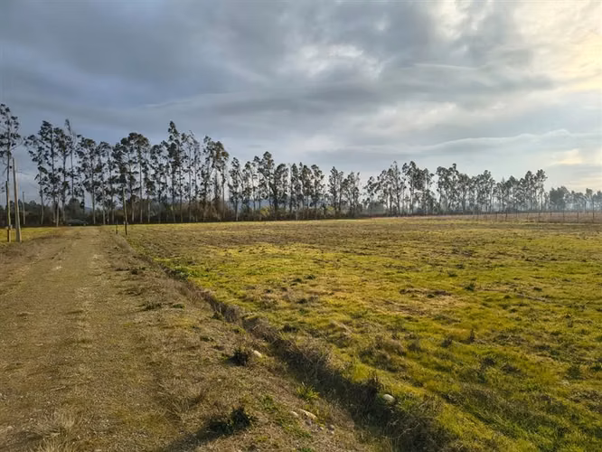 En venta 5 parcelas de 5.000 m2 c/u San Clemente. - Imagen 9