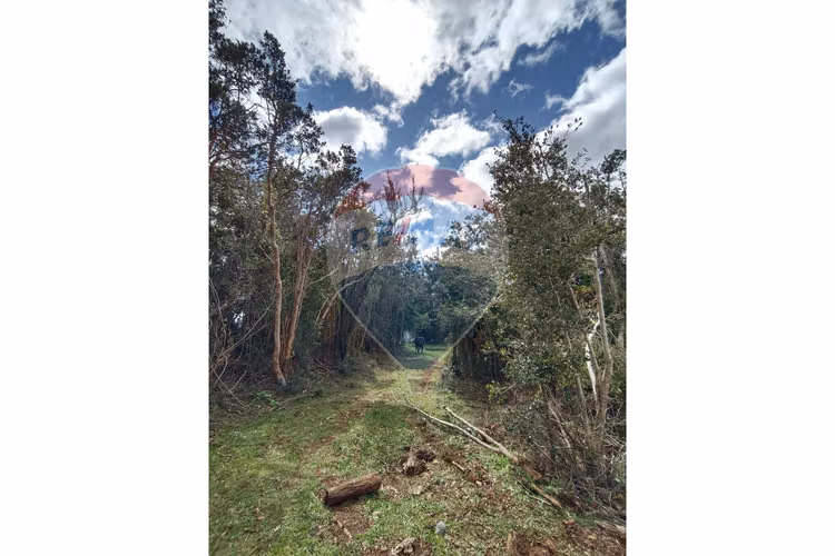Venta de refugio natural en mehuin