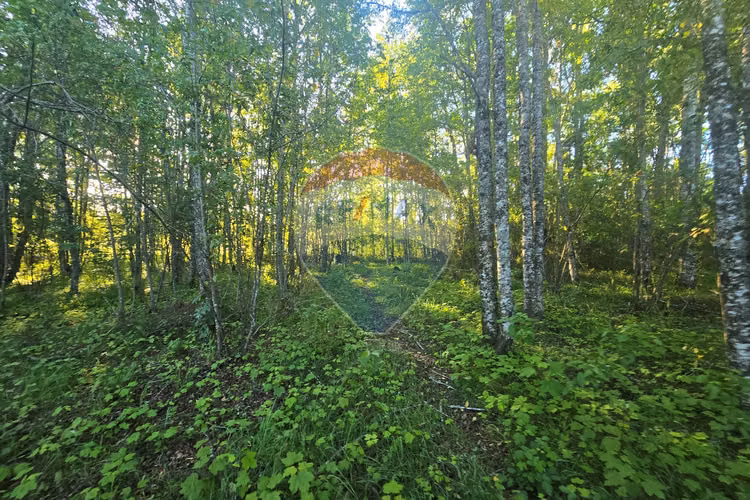 Hermosa casa en parcela con bosque nativo