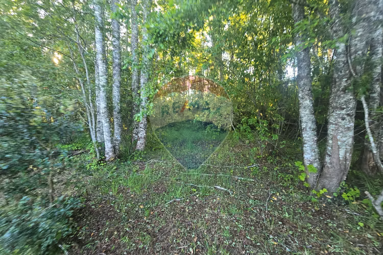Hermosa casa en parcela con bosque nativo