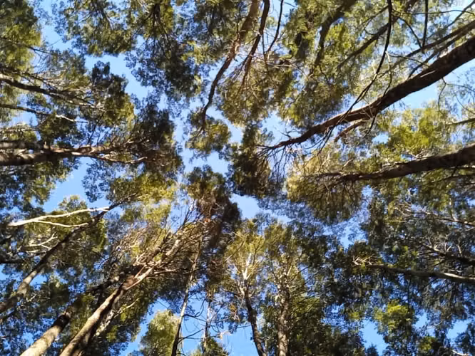 Terreno de 10.000 m2 con bosque nativo en Venta en el Paraíso del Río Puelo, Oportunidad