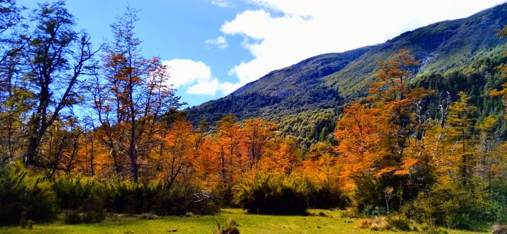 Oportunidad única en el Paraíso del Río Puelo terreno en bosque nativo en venta, 10.000m2