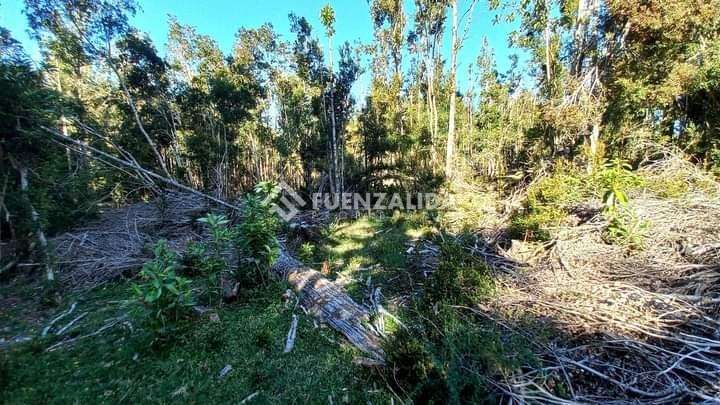 Agrícola en venta en Los Muermos, APP
