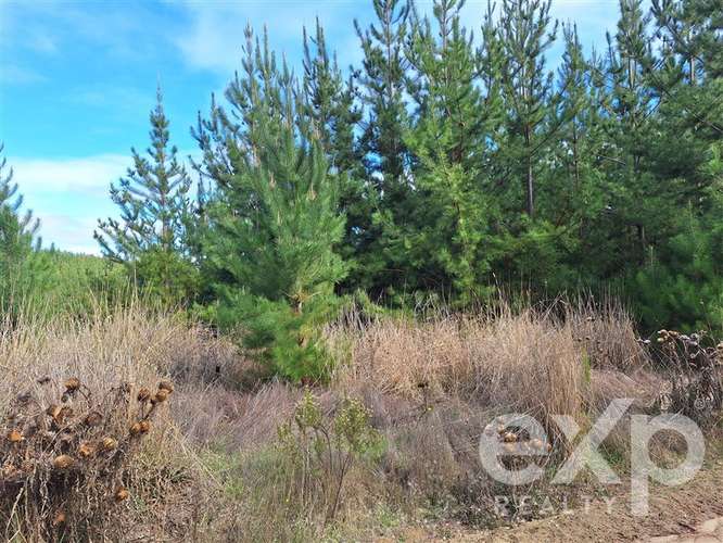 Vende Parcela L387 5000m2 en Pichilemu - Imagen 13