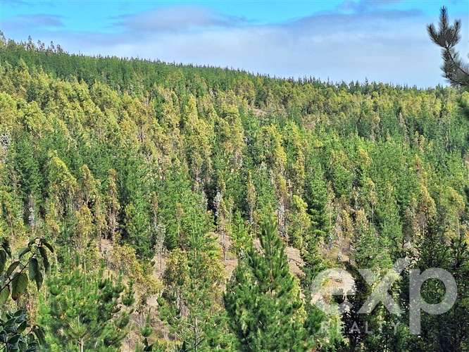 Vende Parcela L387 5000m2 en Pichilemu - Imagen 7