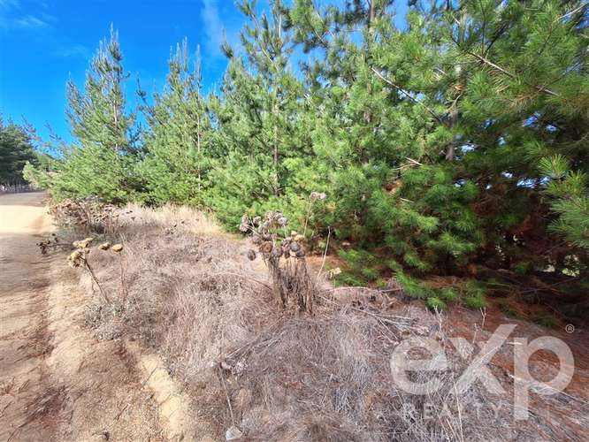 Vende Parcela L387 5000m2 en Pichilemu - Imagen 9