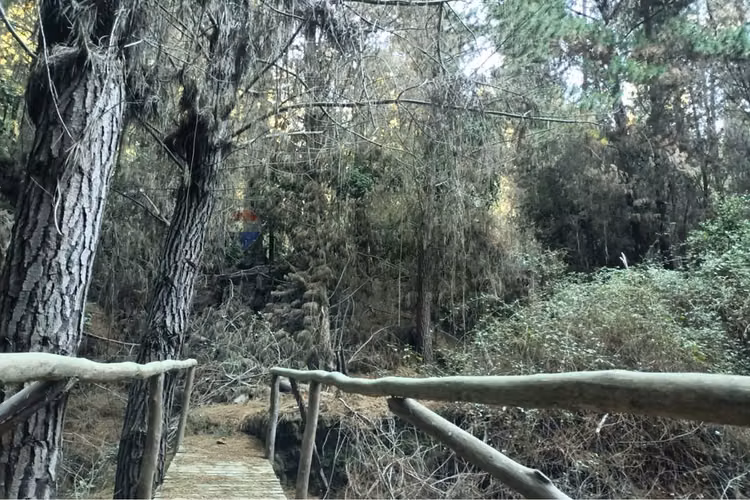 Parcela de matanza  pupuya - Imagen 13