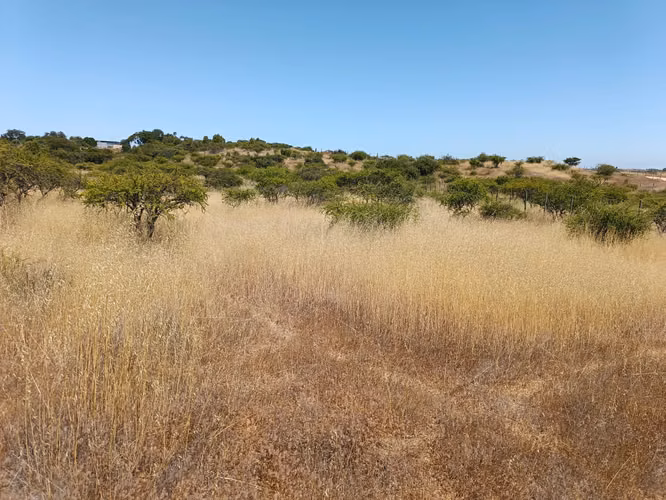 GRAN OPORTUNIDAD VENTA PARCELA 5000MTS EN LITUECHE