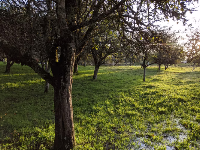 AMR PROPIEDADES VENDE PARCELA EN LAGO RUPANCO, CERCANA A CAMINO Y LAGO