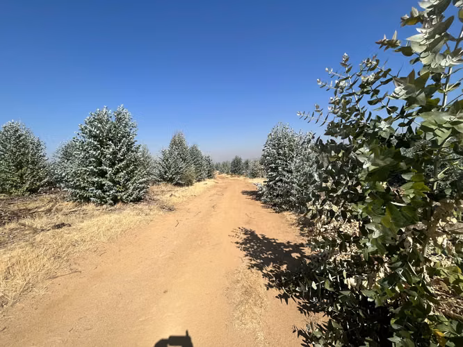 SE VENDE CAMPO -SECTOR REQUENGUA HUERTA MAULE