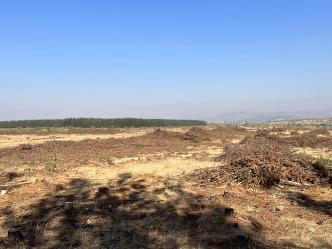 SE VENDE CAMPO -SECTOR REQUENGUA HUERTA MAULE