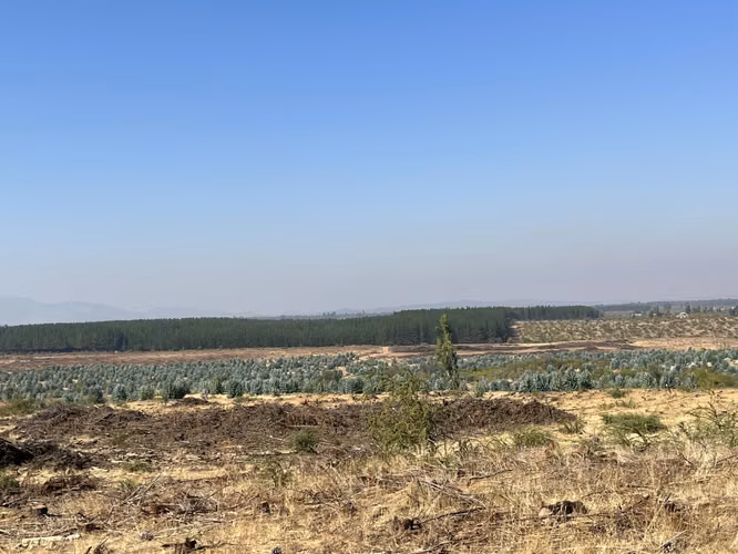 SE VENDE CAMPO -SECTOR REQUENGUA HUERTA MAULE