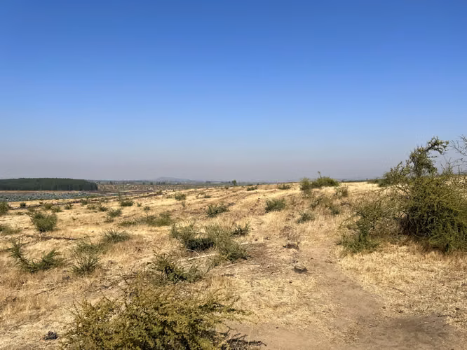 SE VENDE CAMPO -SECTOR REQUENGUA HUERTA MAULE