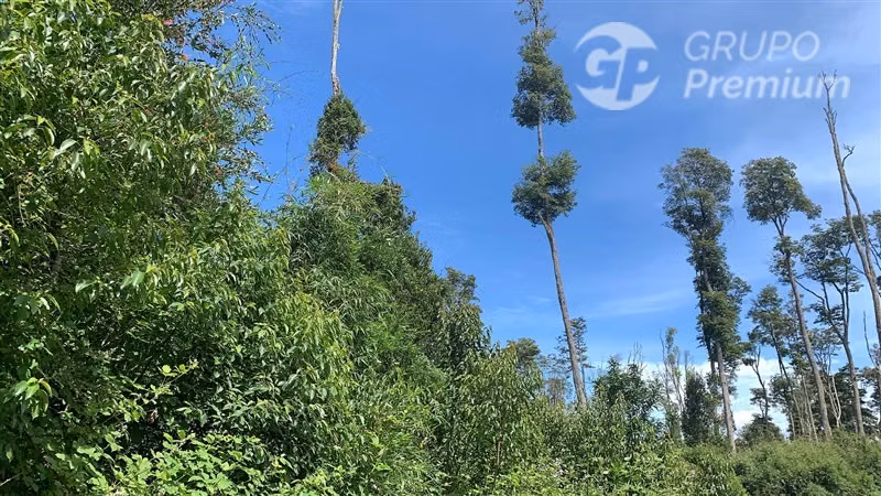 A minutos de las termas de Puyehue. - Imagen 4