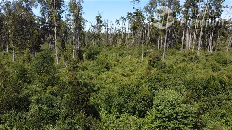 A minutos de las termas de Puyehue. - Imagen 2