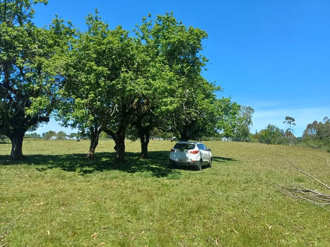 Parcela Sector Locuche, Hermosa parcela con árboles frutales.