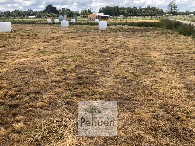 Parcela 5000 M2 Parcelación Agrado  sector Centinela La Huacha Frutillar - Imagen 11