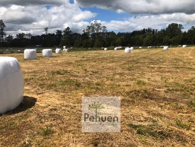 Parcela 5000 M2 Parcelación Agrado  sector Centinela La Huacha Frutillar - Imagen 10