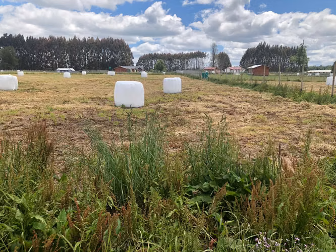 Parcela 5000 M2 Parcelación Agrado  sector Centinela La Huacha Frutillar - Imagen 18