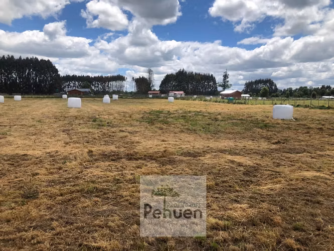 Parcela 5000 M2 Parcelación Agrado  sector Centinela La Huacha Frutillar - Imagen 13