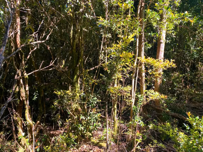 Se vende terreno en la costa Valdiviana en Bonifacio