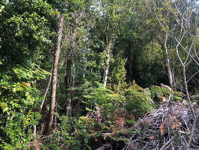 Se vende terreno a 35 minutos de Valdivia sector costero